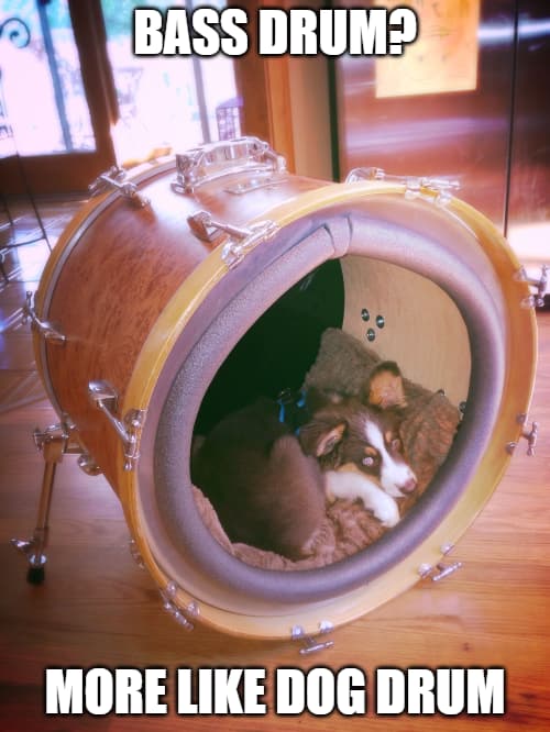 An image of a dog inside their bed, which is a modified bass drum complete with a pillow